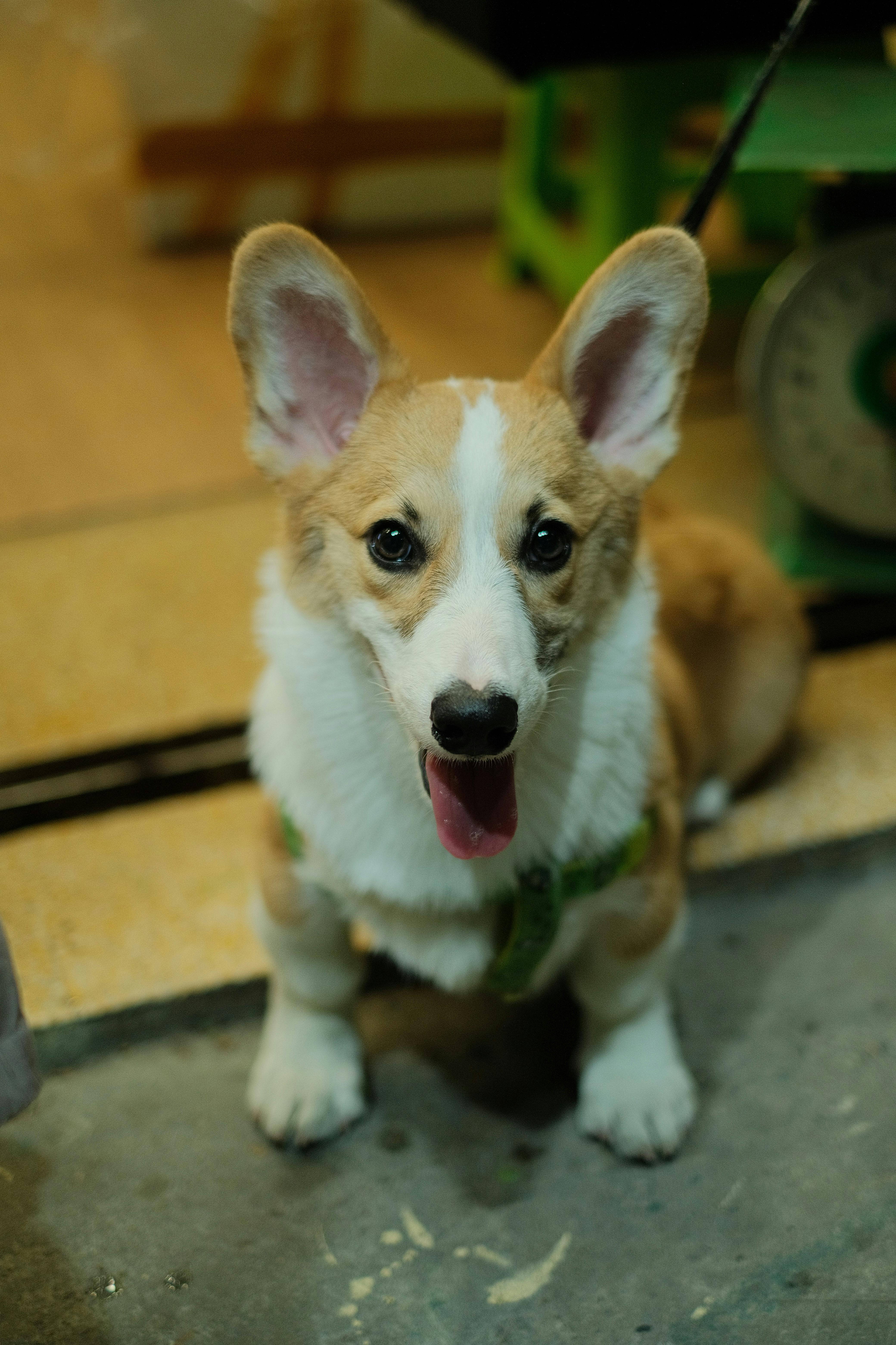 Bánh